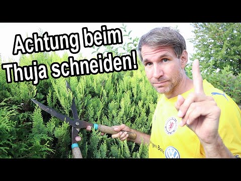 Thuja schneiden - Typische Fehler - Das solltest du unbedingt vorher wissen!