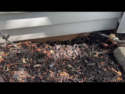 Several Ant Trails On the Side of the Home in Port Monmouth, NJ