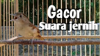 Download lagu Burung Flamboyan Gacor 100% AMPUH untuk pancingan mp3