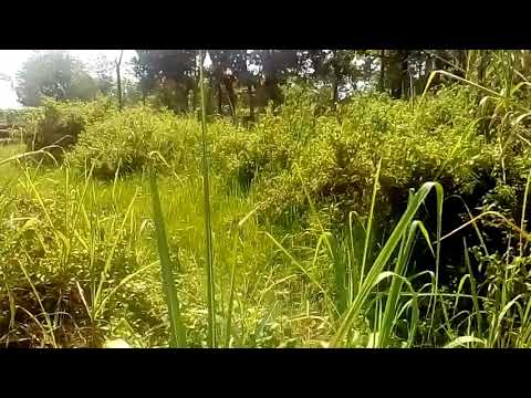 Download Suara Burung Ciblek Tebu Meong