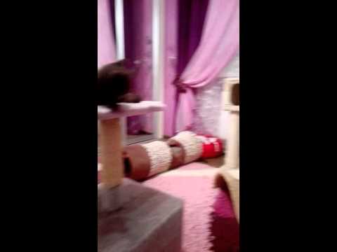 Tekila-Tomas Kis