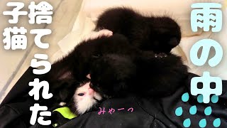 ★梅雨の日に捨てられた4匹の子猫たちが幸せになるまで★乳飲み子編　#cat #japanesecat #保護猫