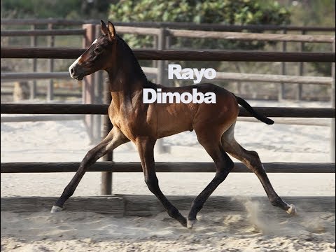 Rayo Dimoba (Publicado 11-7-2018)