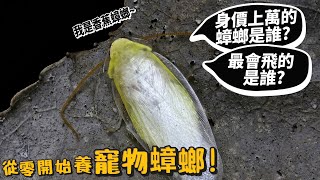 [問卦] 台灣竟然有人養綠蟑螂耶