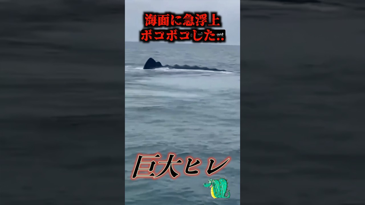 船上からシーサーペントが撮影される…#uma #未確認生物 #未確認生命体