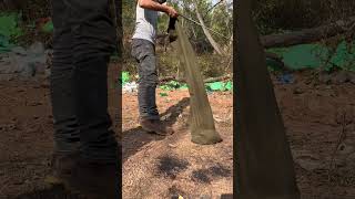 קוברה הודית - spectacled cobra