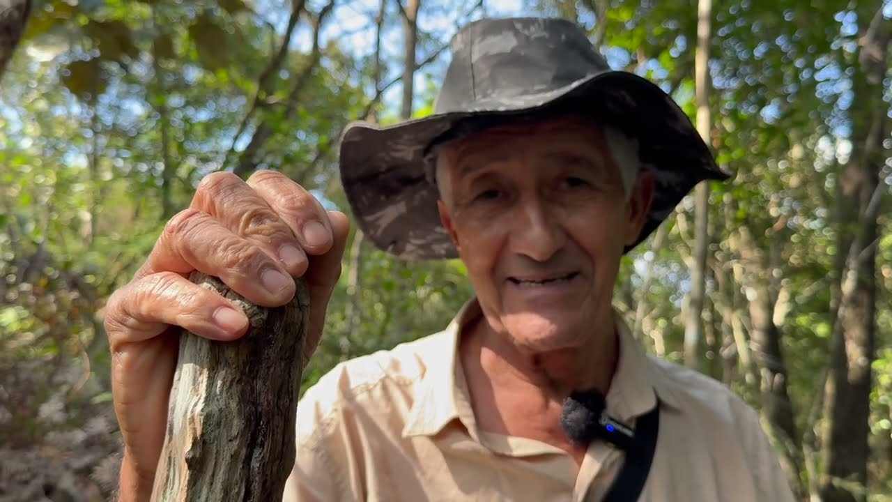 PLANTAS E REMÉDIOS DO MATO - SEU JOAQUIM - ITAPETININGA SP - PARTE 3