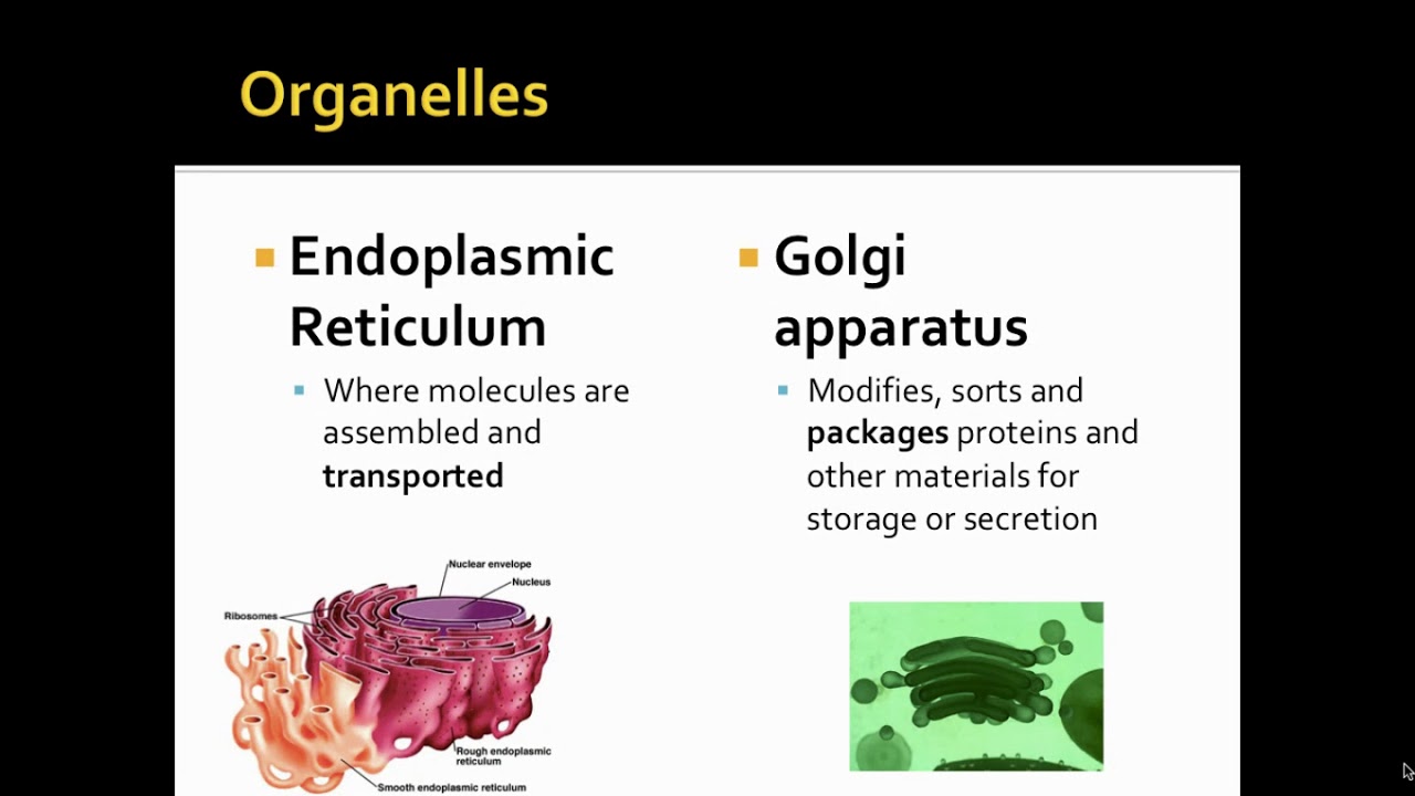PPT  Cell Structure & Function