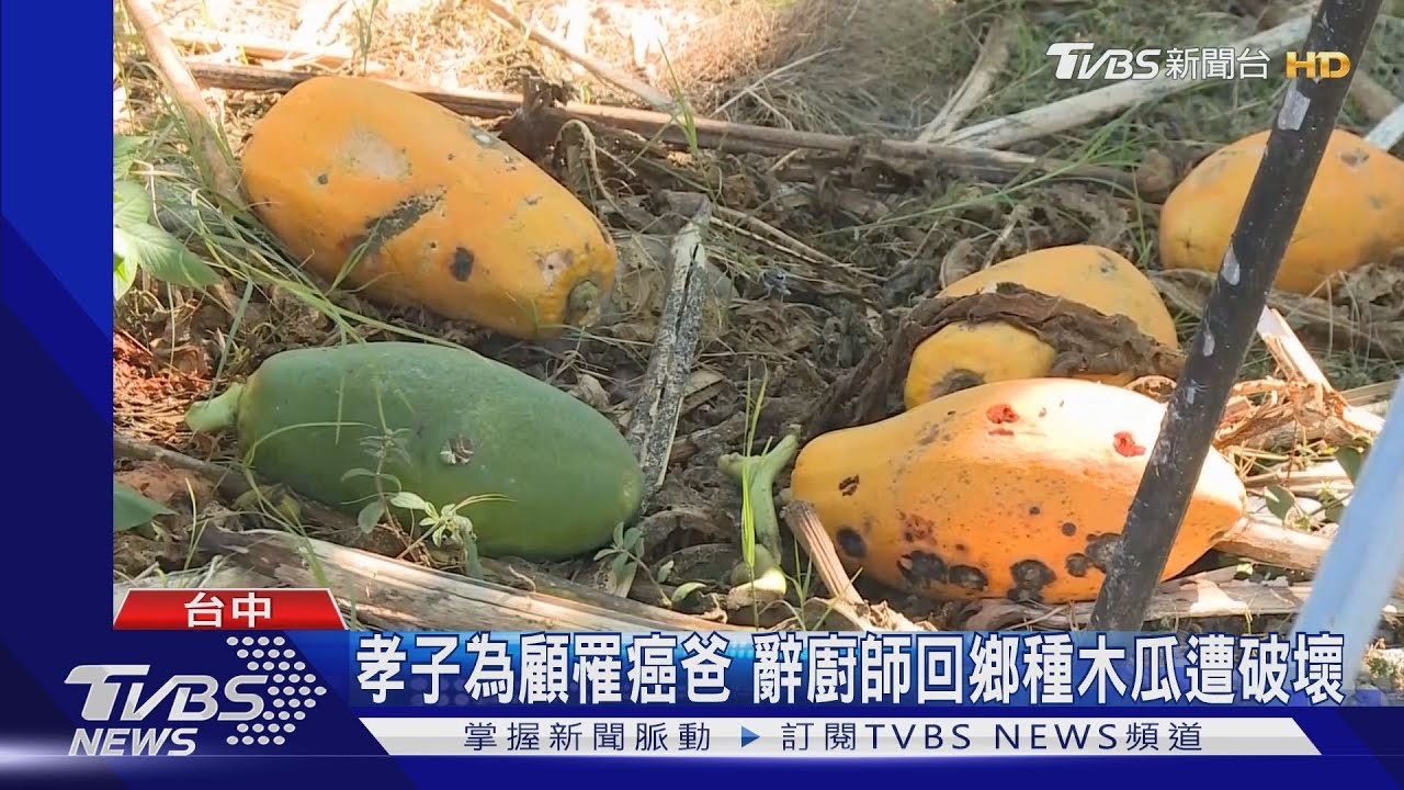 孝子為顧罹癌爸　辭廚師回鄉種木瓜遭破壞