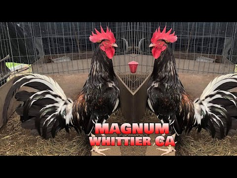 Nice Magnum Farm California - Farm Visit