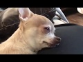 Chihuahua Literally Cries Because Mom S At Work
