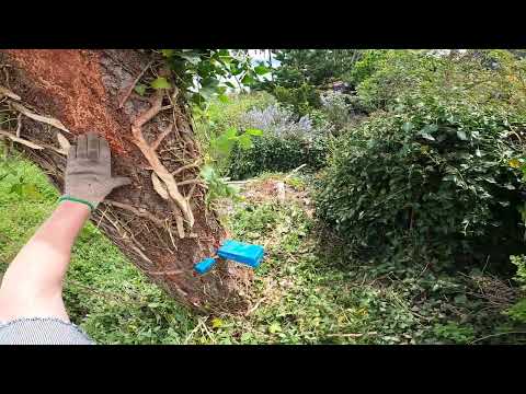 Felling a back leaner.