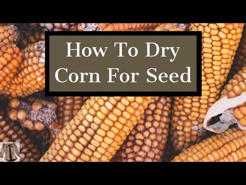 Saving corn kernels and other seeds