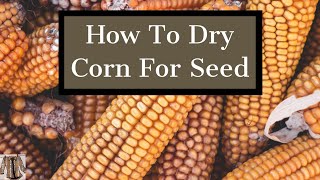 How To Dry Corn & Seed Saving Tips