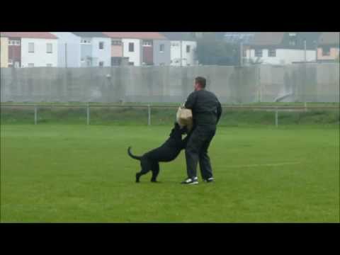 Bodo vom Hexenwald - PSK DM 2014, Abt. C