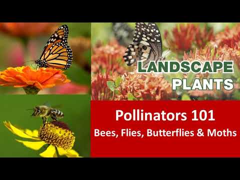 Pollinators 101