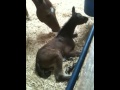Day Old Baby Horse Stands Up