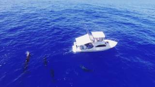 Oldest Successful Swimmer of the Kaiwi Channel.