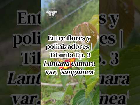 Entre flores y polinizadores | Tibirita Ep. 3 Lantana camara var. sanguinea #Shorts #colombia