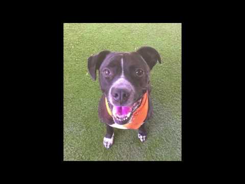 Handsome Noodles-VIDEO, an adopted Labrador Retriever & Boxer Mix in Burbank, CA_image-1