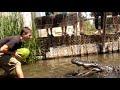 "Massive Alligator vs. Watermelon! Who Wins? 🐊🍉