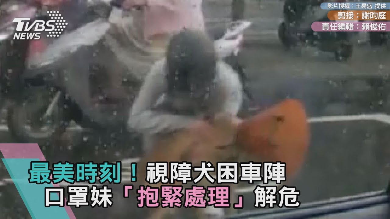 最美時刻!視障犬困車陣 口罩妹「抱緊處理」解危