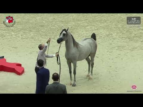 N 203 JAMIL ALBIDAYER   Sharjah International Arabian Horse Festival 2023   Colts 3 Yrs  Old Section
