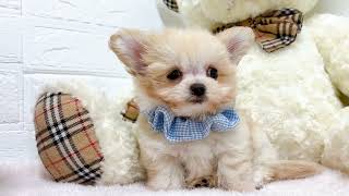 ハーフ犬の動画01