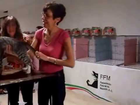 Minesh Expo Gato XLII