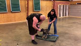 Powerful German Shepherd Puppy &quot;Sloan&quot; 12 Wk Early Personal Protection Training