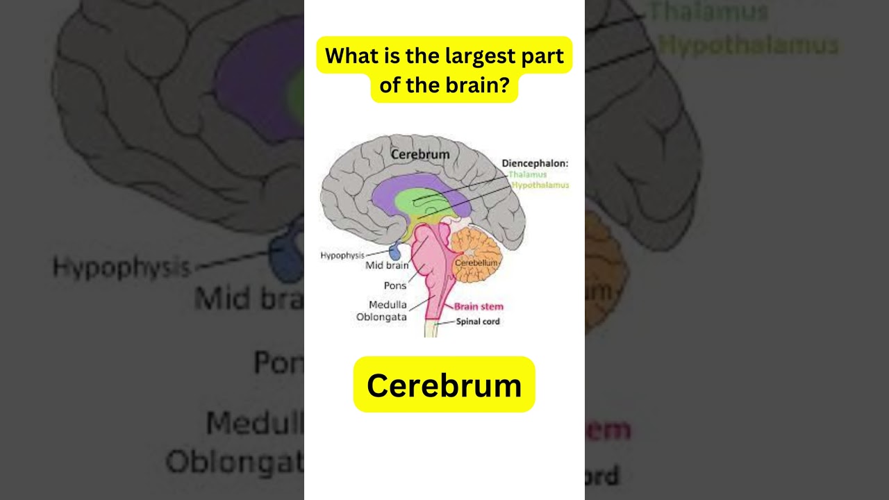 What is the largest part of the brain? #brain #anatomy