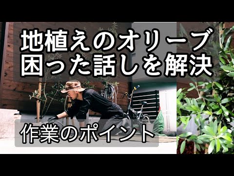 オリーブの種からオリーブの木を育てることはできますか?はい、段階的にその方法を説明します。  庭園