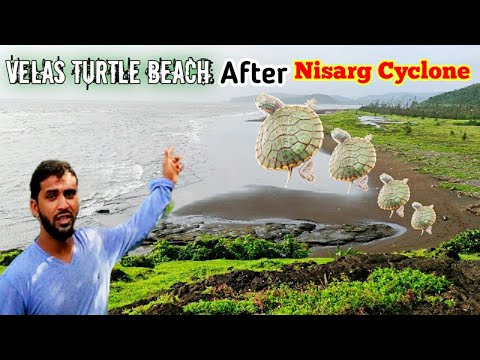 View of turtule beach velas | after nisarg cyclone | #Turtlebeachmaharashtra