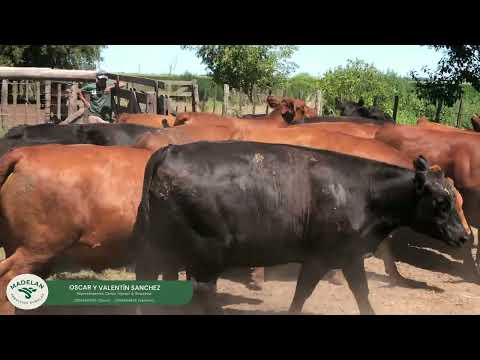 LAPAZ _  16 NOVILLOS y 5 VAQUILLONAS GORDAS en Estación HUSARES, CARLOS TEJEDOR, BUENOS AIRES 07-02