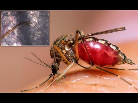 Care este vederea unui țânțar