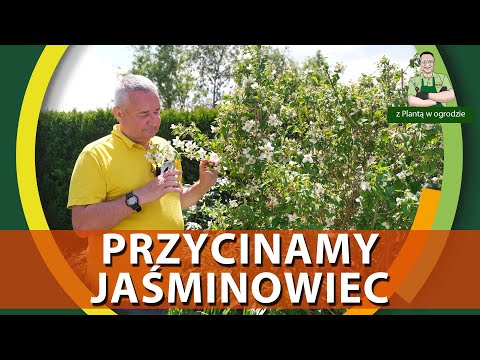 Jak przycinać jaśminowca - Z PLANTĄ W OGRODZIE