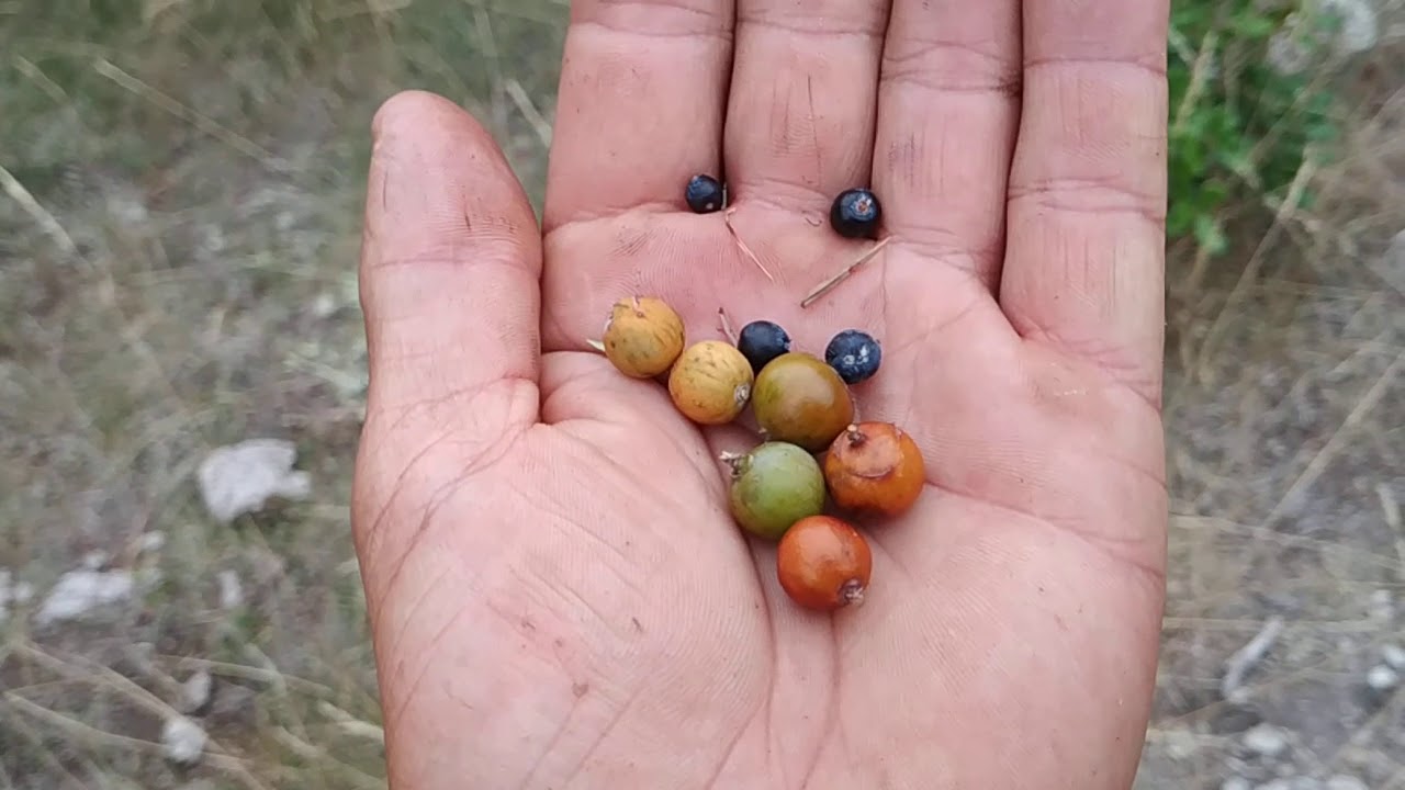Juniperus communis vs oxycedrus vs phoenicea - tasting Juniper species in the French Alps - YouTube