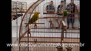 SOBERANO CMA