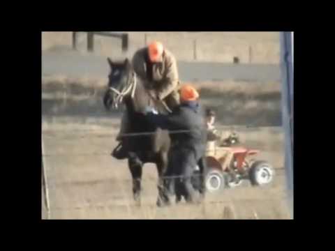 Ronald Behm bull attack when bring cows home 2010 Video