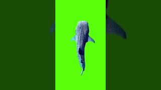 Download lagu Green Screen Ikan Paus Tutul mp3