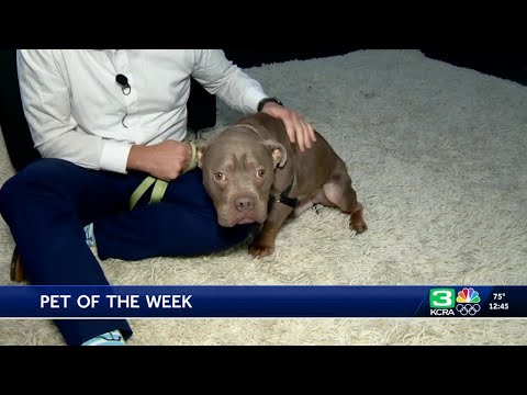 Pet of the week for Set. 11: Meet Binky - YouTube