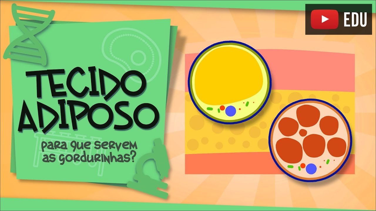 Tecido Adiposo - guardando energia