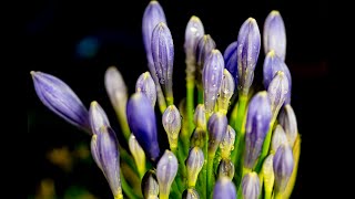 アガパサスの花「ナイルのユリ」Agapanthus Flower Lily