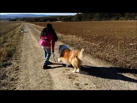 29092018 16 19 Nettelrede Nachmittags