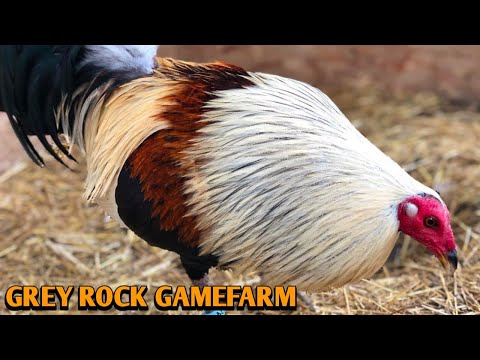 Chocolate Grey Roundhead Kelso - GREY ROCK FARM