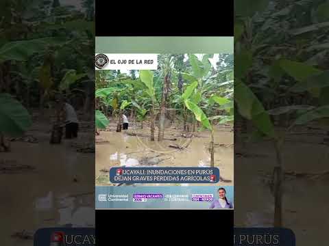 🚨UCAYALI: INUNDACIONES EN PURÚS DEJAN GRAVES PÉRDIDAS AGRÍCOLAS🚨