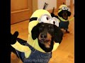  Sin determinar - Wiener Dog Minions!!