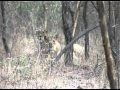 Lions Staring Right Back At You