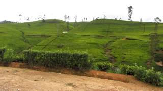preview picture of video 'Sri Lanka - tea plantation, Nuwar Elia.'