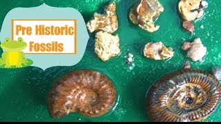 FINDING FOSSILS and GOLD NUGGETS | River of Gold Cave - ask Jeff Williams